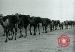Image of native man leads camel herd Iran, 1908, second 15 stock footage video 65675036728