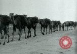 Image of native man leads camel herd Iran, 1908, second 16 stock footage video 65675036728