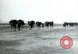 Image of native man leads camel herd Iran, 1908, second 31 stock footage video 65675036728