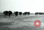 Image of native man leads camel herd Iran, 1908, second 32 stock footage video 65675036728