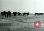 Image of native man leads camel herd Iran, 1908, second 33 stock footage video 65675036728