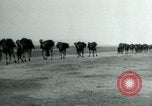 Image of native man leads camel herd Iran, 1908, second 34 stock footage video 65675036728