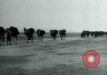 Image of native man leads camel herd Iran, 1908, second 35 stock footage video 65675036728