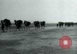 Image of native man leads camel herd Iran, 1908, second 36 stock footage video 65675036728