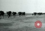 Image of native man leads camel herd Iran, 1908, second 37 stock footage video 65675036728