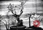 Image zoo et le marché aux fleurs Japon, 1900, de la seconde 16 séquences d'archives historiques vidéo 65675036769