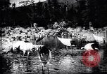 Image zoo et le marché aux fleurs Japon, 1900, de la seconde 20 séquences d'archives historiques vidéo 65675036769