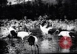 Image zoo et le marché aux fleurs Japon, 1900, de la seconde 23 séquences d'archives historiques vidéo 65675036769