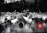 Image zoo et le marché aux fleurs Japon, 1900, de la seconde 24 séquences d'archives historiques vidéo 65675036769