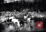 Image zoo et le marché aux fleurs Japon, 1900, de la seconde 25 séquences d'archives historiques vidéo 65675036769