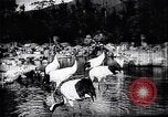 Image zoo et le marché aux fleurs Japon, 1900, de la seconde 27 séquences d'archives historiques vidéo 65675036769