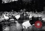 Image zoo et le marché aux fleurs Japon, 1900, de la seconde 34 séquences d'archives historiques vidéo 65675036769
