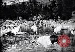 Image zoo et le marché aux fleurs Japon, 1900, de la seconde 35 séquences d'archives historiques vidéo 65675036769