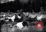 Image zoo et le marché aux fleurs Japon, 1900, de la seconde 36 séquences d'archives historiques vidéo 65675036769