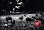 Image zoo et le marché aux fleurs Japon, 1900, de la seconde 40 séquences d'archives historiques vidéo 65675036769