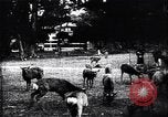 Image zoo et le marché aux fleurs Japon, 1900, de la seconde 41 séquences d'archives historiques vidéo 65675036769