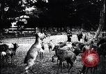 Image zoo et le marché aux fleurs Japon, 1900, de la seconde 45 séquences d'archives historiques vidéo 65675036769