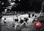Image zoo et le marché aux fleurs Japon, 1900, de la seconde 46 séquences d'archives historiques vidéo 65675036769