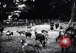Image zoo et le marché aux fleurs Japon, 1900, de la seconde 47 séquences d'archives historiques vidéo 65675036769