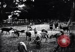 Image zoo et le marché aux fleurs Japon, 1900, de la seconde 48 séquences d'archives historiques vidéo 65675036769