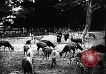 Image zoo et le marché aux fleurs Japon, 1900, de la seconde 51 séquences d'archives historiques vidéo 65675036769