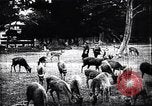 Image zoo et le marché aux fleurs Japon, 1900, de la seconde 52 séquences d'archives historiques vidéo 65675036769