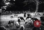 Image zoo et le marché aux fleurs Japon, 1900, de la seconde 55 séquences d'archives historiques vidéo 65675036769