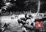 Image zoo et le marché aux fleurs Japon, 1900, de la seconde 56 séquences d'archives historiques vidéo 65675036769
