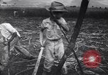 Image of Fidel Castro Cuba, 1963, second 1 stock footage video 65675036873