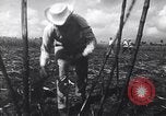 Image of Fidel Castro Cuba, 1963, second 6 stock footage video 65675036873