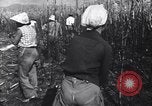Image of Fidel Castro Cuba, 1963, second 17 stock footage video 65675036873
