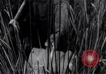 Standbild der Invasion der Schweinebucht Girón Kuba, 1961, aus Sekunde 43 historischem Filmmaterial Videoclip 65675036876
