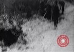 Image of Bay of Pigs invasion Bay of Pigs Cuba, 1961, second 46 stock footage video 65675036882
