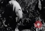 Image of Bay of Pigs invasion Bay of Pigs Cuba, 1961, second 30 stock footage video 65675036885