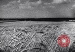 Image of Hitler's conquest Russia Soviet Union, 1943, second 59 stock footage video 65675036932