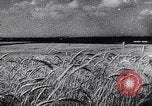 Image of Hitler's conquest Russia Soviet Union, 1943, second 60 stock footage video 65675036932
