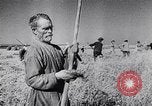 Image of World War II in Russia Russia Soviet Union, 1943, second 62 stock footage video 65675036934