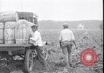 Image of 1930s produce deliveries to Washington DC United States USA, 1932, second 58 stock footage video 65675036980