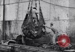 Image of DUKW amphibious vehicle Salerno Italy, 1943, second 36 stock footage video 65675036996