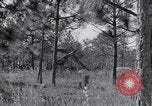 Image of 8 inch Howitzer fired Naples Italy, 1943, second 8 stock footage video 65675037002