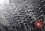 Image of experts test wild plant Savannah Georgia USA, 1939, second 1 stock footage video 65675037007
