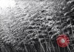 Image of experts test wild plant Savannah Georgia USA, 1939, second 3 stock footage video 65675037007