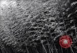 Image of experts test wild plant Savannah Georgia USA, 1939, second 4 stock footage video 65675037007