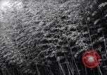 Image of experts test wild plant Savannah Georgia USA, 1939, second 5 stock footage video 65675037007