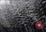 Image of experts test wild plant Savannah Georgia USA, 1939, second 6 stock footage video 65675037007