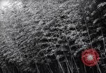 Image of experts test wild plant Savannah Georgia USA, 1939, second 7 stock footage video 65675037007