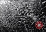 Image of experts test wild plant Savannah Georgia USA, 1939, second 8 stock footage video 65675037007