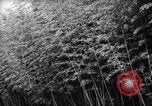Image of experts test wild plant Savannah Georgia USA, 1939, second 10 stock footage video 65675037007