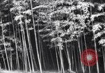 Image of experts test wild plant Savannah Georgia USA, 1939, second 11 stock footage video 65675037007