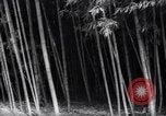Image of experts test wild plant Savannah Georgia USA, 1939, second 18 stock footage video 65675037007